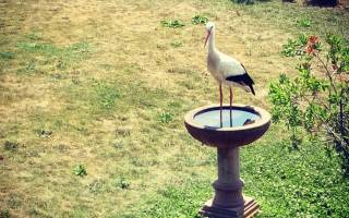 Notre mascotte