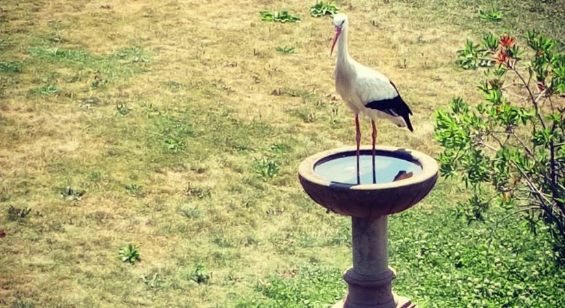 Notre mascotte