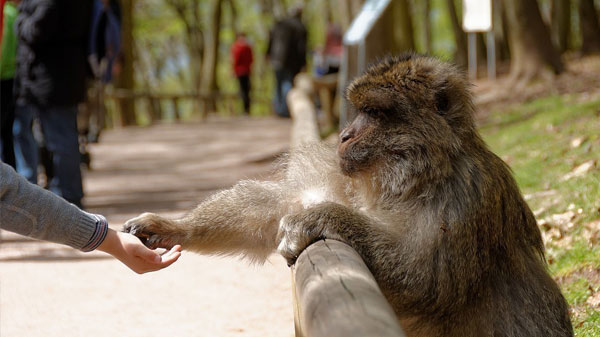 Montagne des singes