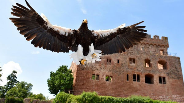 Volerie des aigles